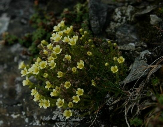 Saxifraga muscoides / Sassifraga muscosa